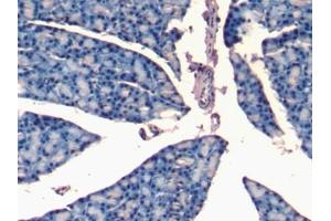Immunohistochemistry (IHC) image for anti-Natriuretic Peptide A (NPPA) (AA 25-152) antibody (ABIN7445444)
