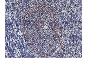 Image no. 1 for anti-Glucosidase, Beta, Acid 3 (Cytosolic) (GBA3) (AA 1-150), (AA 370-469) antibody (ABIN1490587) (GBA3 Antikörper  (AA 1-150, AA 370-469))