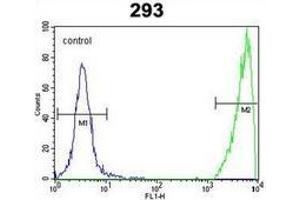 Flow cytometric analysis of 293 cells using GNAS Antibody (C-term) Cat. (GNAS Antikörper  (C-Term))