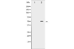 Western blot analysis of Myc phosphorylation expression in Forskolin treated 293 whole cell lysates,The lane on the left is treated with the antigen-specific peptide. (c-MYC Antikörper  (pSer62))