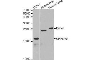 Western blot analysis of extracts of various cell lines, using SPINLW1 antibody. (Eppin Antikörper  (AA 22-133))