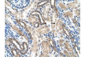 PSG1 antibody was used for immunohistochemistry at a concentration of 4-8 ug/ml to stain Epithelial cells of renal tubule (arrows) in Human Kidney. (PSG1 Antikörper  (N-Term))