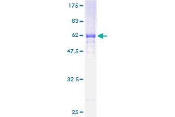 PLSCR1 Protein (AA 1-318) (GST tag)