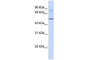 WB Suggested Anti-ALS2CR12 Antibody Titration: 0. (ALS2CR12 Antikörper  (N-Term))