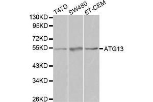 Western blot analysis of extracts of various cell lines, using ATG13 antibody. (ATG13 Antikörper  (AA 281-480))