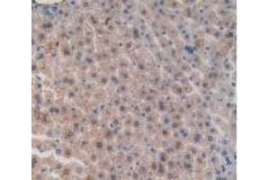 IHC-P analysis of Mouse Liver Tissue, with DAB staining. (Integrin beta 5 Antikörper  (AA 136-378))