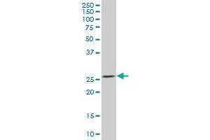 BNIP1 MaxPab polyclonal antibody. (BNIP1 Antikörper  (AA 1-228))