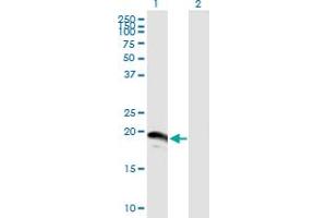 Western Blot analysis of SUMO3 expression in transfected 293T cell line by SUMO3 MaxPab polyclonal antibody. (SUMO3 Antikörper  (AA 1-103))
