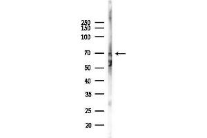 anti-WD Repeat Domain 48 (WDR48) antibody