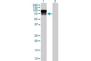 Western Blot analysis of SERPING1 expression in transfected 293T cell line by SERPING1 MaxPab polyclonal antibody. (SERPING1 Antikörper  (AA 1-500))