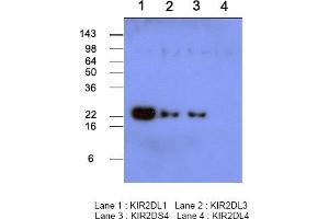 Western blot analysis Recombinant human protein KIR2DL1, KIR2DL3, KIR2DS4 and KIR2DL4 (each 50ng per well) were resolved by SDS-PAGE, transferred to PVDF membrane and probed with anti-human KIR2DL1 (1:500). (KIR2DL1 Antikörper  (AA 23-223))
