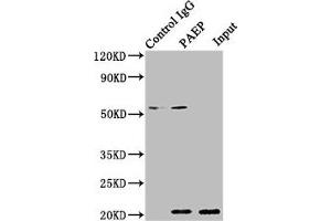 Immunoprecipitating PAEP in 293T whole cell lysate Lane 1: Rabbit control IgG instead of ABIN7154198 in 293T whole cell lysate. (PAEP Antikörper  (AA 19-180))