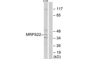 Western Blotting (WB) image for anti-Mitochondrial Ribosomal Protein S22 (MRPS22) (Internal Region) antibody (ABIN1851554) (MRPS22 Antikörper  (Internal Region))