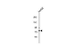 Anti-CHML Antibody at 1:1000 dilution + HepG2 whole cell lysates Lysates/proteins at 20 μg per lane. (CHML Antikörper)