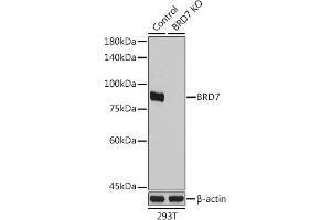 Western blot analysis of extracts from normal (control) and BRD7 Rabbit pAb knockout (KO) 293T cells, using BRD7 Rabbit pAb antibody (ABIN1678903, ABIN3015974, ABIN3015975 and ABIN6219482) at 1:1000 dilution.