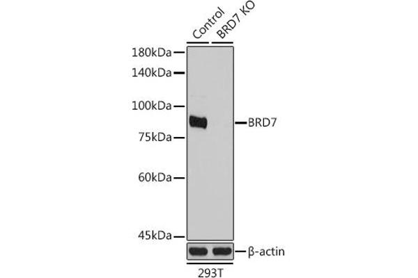 BRD7 antibody  (AA 1-95)
