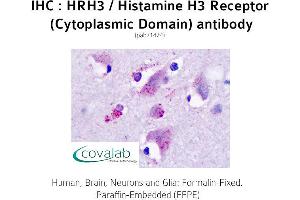 Image no. 2 for anti-Histamine Receptor H3 (HRH3) (2nd Cytoplasmic Domain) antibody (ABIN1735574)