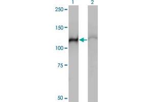 Western Blot analysis of HSPA4 expression in transfected 293T cell line by HSPA4 monoclonal antibody (M01), clone 3A11. (HSPA4 Antikörper  (AA 1-148))