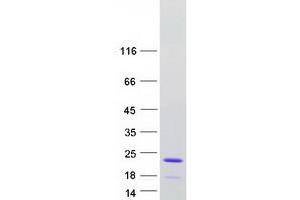 Western Blotting (WB) image for Basic Leucine Zipper Transcriptional Factor ATF-Like 3 (BATF3) protein (Myc-DYKDDDDK Tag) (ABIN2715163)