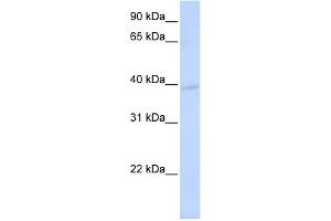 WB Suggested Anti-KCMF1 Antibody Titration:  0. (KCMF1 Antikörper  (N-Term))