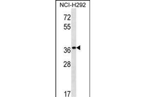 PGA5 Antibody (C-term) (ABIN1537193 and ABIN2850510) western blot analysis in NCI- cell line lysates (35 μg/lane). (PGA5 Antikörper  (C-Term))