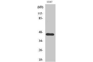 Western Blotting (WB) image for anti-APOBEC3D/F (Internal Region) antibody (ABIN3180486) (APOBEC3D/F (Internal Region) Antikörper)