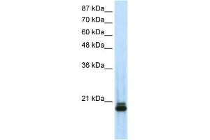 WB Suggested Anti-SAAntibody Titration:  0. (SAP18 Antikörper  (N-Term))