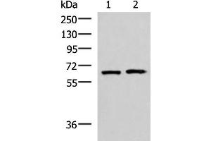 Western blot analysis of 293T and Jurkat cell lysates using GPKOW Polyclonal Antibody at dilution of 1:2000