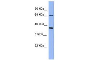 Image no. 1 for anti-Uromodulin (UMOD) (AA 503-552) antibody (ABIN6741678)