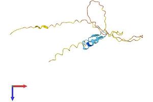 RIPPLY1 Protein (AA 1-151) (His tag)