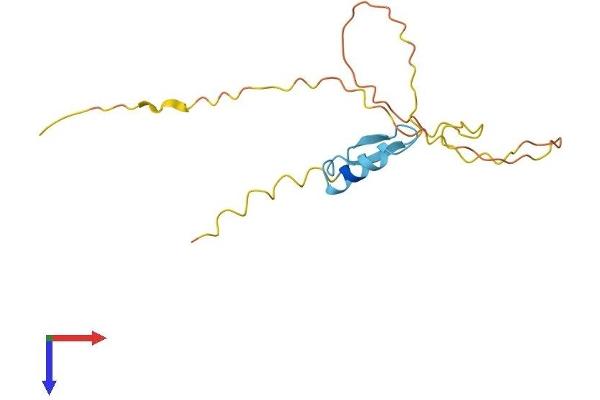 RIPPLY1 Protein (AA 1-151) (His tag)