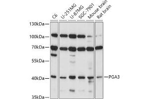 Western blot analysis of extracts of various cell lines, using PG antibody (ABIN7269204) at 1:1000 dilution. (PGA3 Antikörper  (AA 63-180))