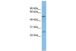 WB Suggested Anti-APOBEC2 Antibody Titration:  0. (APOBEC2 Antikörper  (Middle Region))