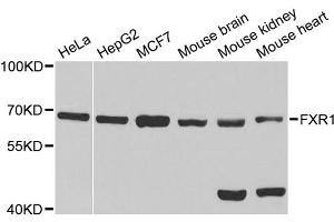 Western blot analysis of extracts of various cell lines, using FXR1 antibody (ABIN1876971) at 1:1000 dilution. (FXR1 Antikörper)
