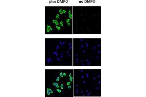 DMPO Immunofluorescence. (DMPO Antikörper)