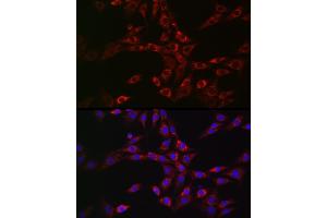 Immunofluorescence analysis of NIH/3T3 cells using CHMP6 Rabbit pAb (ABIN6133624, ABIN6138551 and ABIN7101747) at dilution of 1:100 (40x lens). (CHMP6 Antikörper)