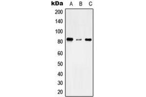 Western blot analysis of TMC7 expression in THP1 (A), NIH3T3 (B), H9C2 (C) whole cell lysates. (TMC7 Antikörper  (C-Term))