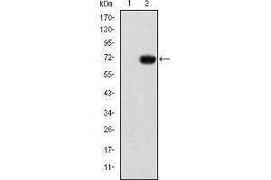Western blot analysis using GATA5 mAb against HEK293 (1) and GATA5-hIgGFc transfected HEK293 (2) cell lysate. (GATA5 Antikörper)