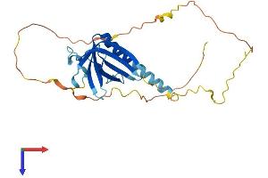 NECAP2 Protein (AA 1-263) (His tag)