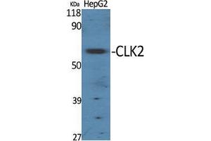 Western Blot (WB) analysis of specific cells using CLK2 Polyclonal Antibody. (CLK2 Antikörper  (N-Term))