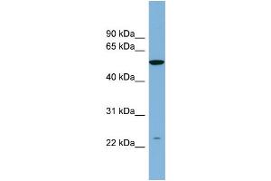 WB Suggested Anti-PAOX  Antibody Titration: 0. (PAOX Antikörper  (N-Term))