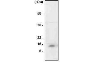 The cell lysates of HL-60 was resolved by SDS-PAGE, transferred to PVDF membrane and probed with anti-human MIF antibody (1:1,000). (MIF Antikörper  (AA 1-114))