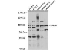 Western blot analysis of extracts of various cell lines, using EPH antibody  at 1:1000 dilution. (EPHA1 Antikörper  (AA 1-230))