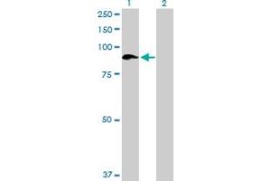 Western Blot analysis of SEMA4A expression in transfected 293T cell line by SEMA4A MaxPab polyclonal antibody. (Sema4a Antikörper  (AA 1-761))