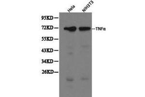 Western blot analysis of extracts of Hela and NIH3T3 cells, using TNFα antibody. (TNF alpha Antikörper  (C-Term))