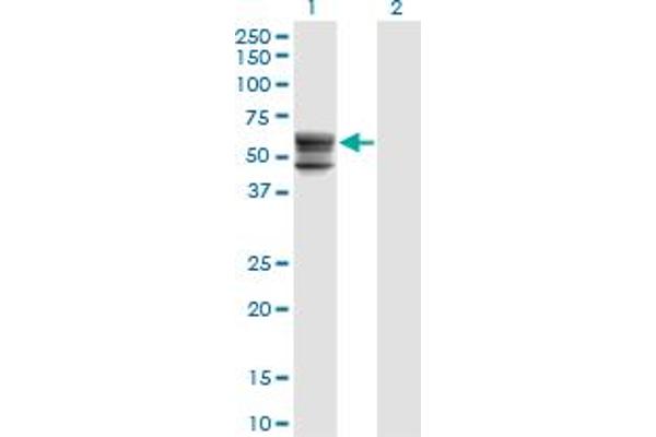 CHST12 Antikörper  (AA 56-150)