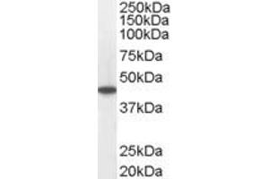 ABIN184850 staining (0. (Medium-Chain Specific Acyl-CoA Dehydrogenase, Mitochondrial (C-Term) Antikörper)