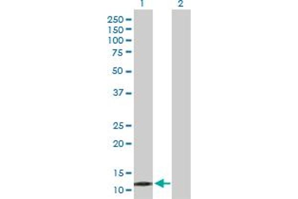 PPP1R1C Antikörper  (AA 1-109)