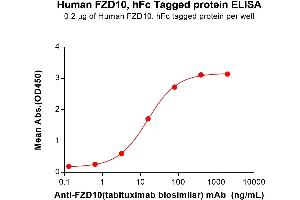 ELISA image for Frizzled Family Receptor 10 (FZD10) (AA 21-161) protein (Fc Tag) (ABIN7092805)