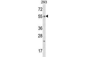 TTC23 Antibody (Center) western blot analysis in 293 cell line lysates (35 µg/lane). (TTC23 Antikörper  (Middle Region))